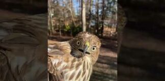 Hawk Makes HILARIOUS Face After Being Rescued! #Birds #Shorts #Pets