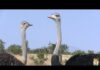 Beautiful Funny Birds – The Ostrich