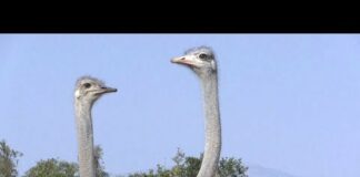 Beautiful Funny Birds – The Ostrich
