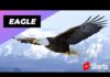 Eagle 🦅 One Of The Worst Mothers In The Animal Kingdom #shorts
