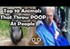 Top 10 animals throwing poop at people (MONKEY THROWS POOP AT GRANDMA) poo throwing monkeys