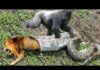 Lion Mistakes When Challenged Python – Gorilla Save Deer From Anaconda Hunting, Buffalo vs Wild Dogs