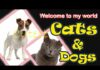 Adorable dogs and funny cats amazing funny videos #PetandWild #cats2022 #dogs