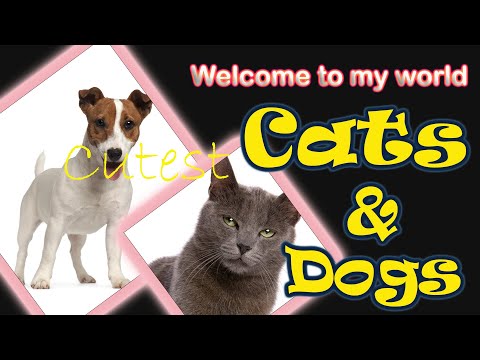 Adorable dogs and funny cats amazing funny videos #PetandWild #cats2022 #dogs
