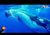 Whale Protects Diver From Shark | The Dodo