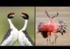 25 Birds With The Best Mating Dances In The World
