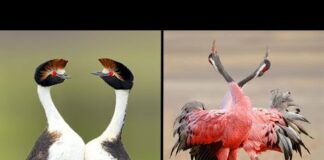 25 Birds With The Best Mating Dances In The World