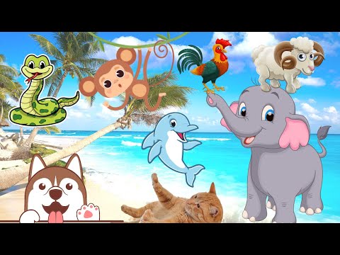 Funny Behavior and Hearing Animal Sounds from Various Countries : elephant, lion, tiger, owl, cat