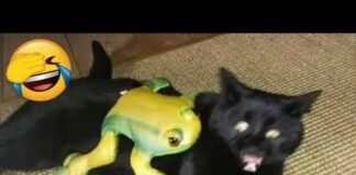 Funny cat 🐱 And Dog🐶 Moments- Best Crazy Cats and Hilarious Dogs Videos 2022!