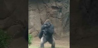 Sprint or marathon? #gorilla #ape