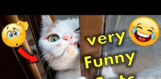 Funny Viral Cats Soo Funny Movement