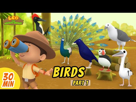 Birds Minisode Compilation (Part 1/2) – Leo the Wildlife Ranger | Animation | For Kids