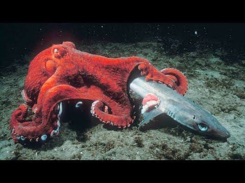How Do Octopus Kill Sharks?