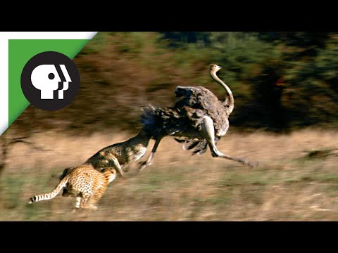 Cheetahs Chasing Ostrich