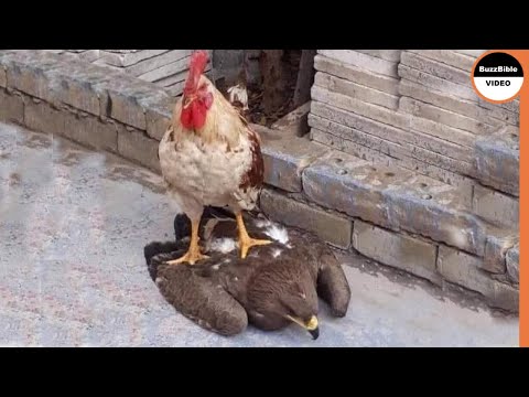 Rooster Shows The Eagle Who’s The Boss