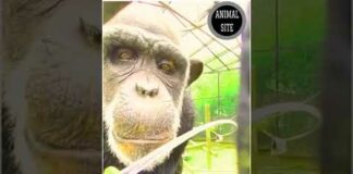 Gorilla Drinking Water#shorts#Animals
