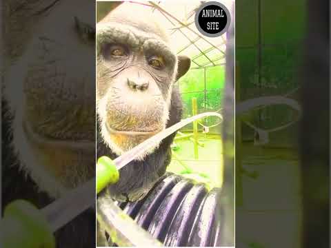 Gorilla Drinking Water#shorts#Animals