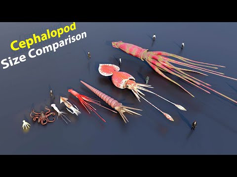 Cephalopod Size Comparison | 3D Animation | WTD