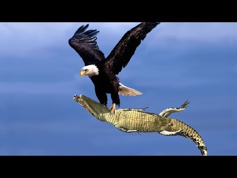 The Best Of Eagle Attacks 2018 – Most Amazing Moments Of Wild Animal Fights! Wild Discovery Animals