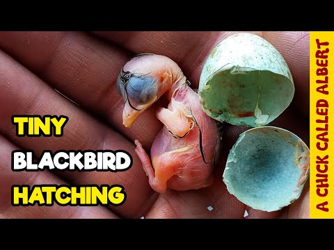 Cut Down out of a Tree – Rescuing Two Blackbird Eggs
