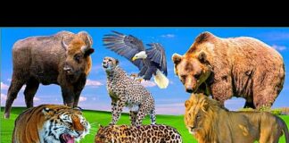 funny animals, animal sound, lions, tigers, leopards, cheetahs, bulls, eagles, bear, wolf, #animals