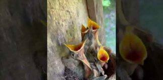 Baby Birds Eaten By Snake RIP