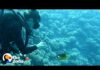 Fish Loves To Greet His Favorite Diver And Bring Her Gifts | The Dodo Soulmates