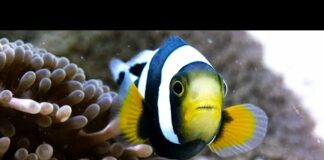 Amazing Clownfish Teamwork | 4K UHD | Blue Planet II | BBC Earth