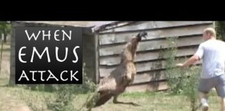 When Emus Attack – Emu Chases Man