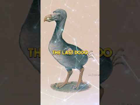 The DODO BIRD You Will NEVER SEE One #shorts