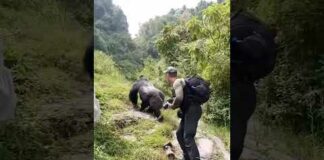 This video explains how gentle and peaceful Mountain #Gorillas can be. Watch until the end. #nature