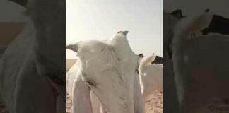 “goat funny videos” #shorts #viral #shortsfeed #youtubeshorts #goat #goatfarming