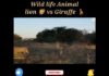 Wild Animals hunting- Wild vs Wild Lions videos -@animalhunt4645(2022)