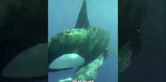 Orca | The Killer Whale