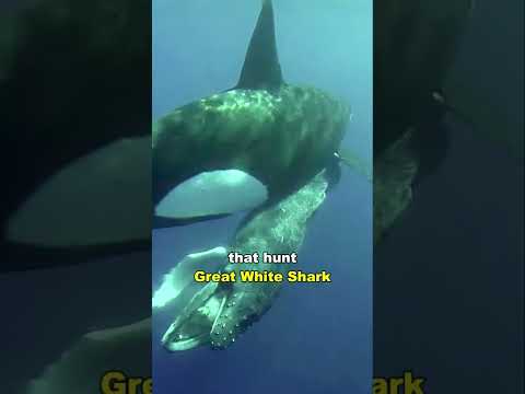 Orca | The Killer Whale