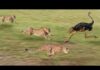 Three Cheetahs Vs Ostrich | Cheetah Life | Full HD |