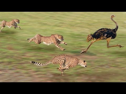 Three Cheetahs Vs Ostrich | Cheetah Life | Full HD |