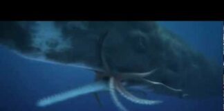 COLOSSAL SQUID (giant squid ) Vs. SPERM WHALE  “EPIC BATTLE”