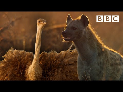 Zalika the Hyena FIGHTS an Ostrich | Serengeti – BBC