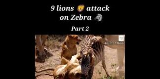 Wild Animals hunting videos Lions 🦁attack on zebra 🦓 | Animal Hunt