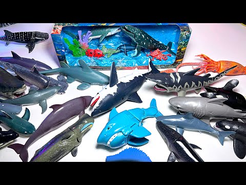 New Sea Animals – Shark, Whales, Great White Shark, Humpback Whale, Hammerhead Shark, Goblin Shark