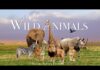 Amazing Scene of Wild Animals In 4K – Scenic Relaxation Film