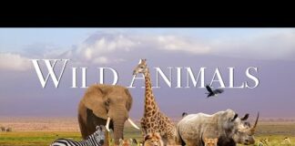 Amazing Scene of Wild Animals In 4K – Scenic Relaxation Film