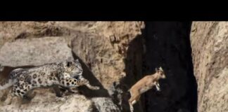 From A Cliff, The Snow Leopard Jumps To Capture The Mountain Goat