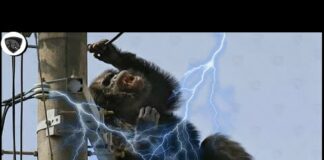 Stupid Gorilla Climbed on High Voltage Pole and Got Electric Shock – Animals Get Electrocuted