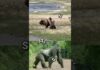 Grizzly Bear VS Silverback Gorilla #shorts #wildlife #animals
