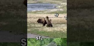 Grizzly Bear VS Silverback Gorilla #shorts #wildlife #animals