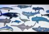 Sea Animals Collection – Shark Dolphin Whale Narwhal Beluga Shark Ray Orca Sawfish Lemon Shark