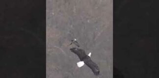 A Bald Eagle trying to scape the mighty Peregrine Falcon. #birdsofyoutube #birdsofprey #baldeagles