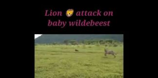 Wild Animals life documentary | Animal Hunt YouTube channel